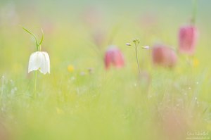 Schachbrettblumen Träumereien