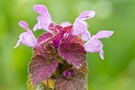 Purpurrote Taubnessel (Lamium purpureum)