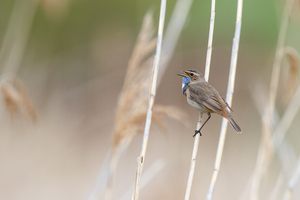 Blaukehlchen