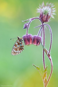 Braunfleckige Perlmuttfalter ( Boloria selene)