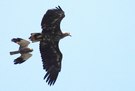 Seeadler mit Rohrweihe