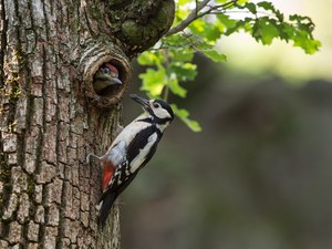 Buntspecht: Dritter Anlauf