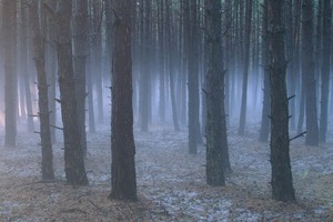 Föhrenwald nach Hagelunwetter