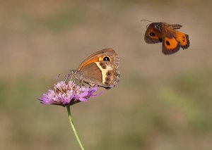 Pyronia bathseba... (Spanisches Ochsenauge)