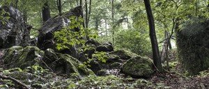Wald mit Steinen