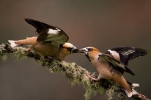 Fighting Hawfinches