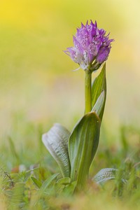 Dreizähniges Knabenkraut (Orchis tridentata)