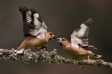 Fighting hawfinches part II