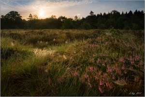 Sonnenaufgang im Moor