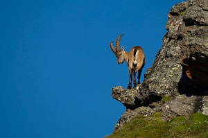 Alpensteinbock 2