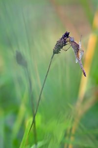 Crocothemis erythraea – Feuerlibelle - Weibchen