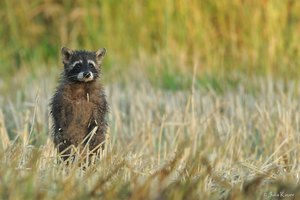 Waschbär macht Männchen