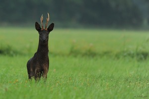 Massiver, alter Bock