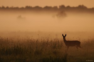 Sommerlicher Morgennebel