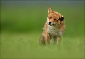 Brrrrrr, der schon wieder - da schüttelt es einen ja!