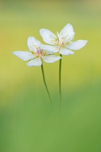 Sumpf-Herzblatt (Parnassia palustris)