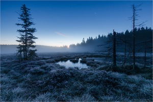 Blaue Stunde im Moor