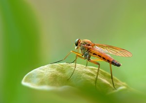 Ich bin eine "Schnepfenfliege".