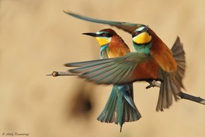 Bienenfresser (Merops apiaster)