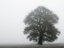 Mein Baum im Nebel