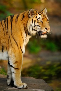 Tiger im Abendlicht