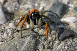 Philaeus chrysops