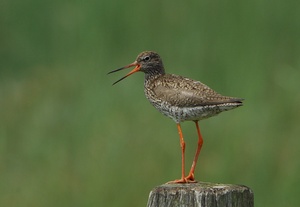 Rotschenkel,laut rufend