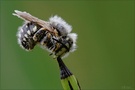 punktierte wollbiene, Anthidium punctatum