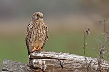Turmfalke (Falco tinnunculus)...