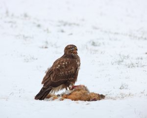 Bussard mit Beute