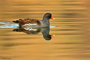 Teichralle (Gallinula chloropus)