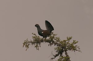 Auf hoher Warte