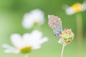 Hauhechel im Margeriten Meer