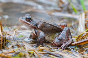 Springfrosch - Rana dalmatina