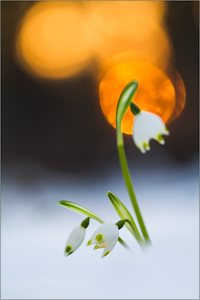 Märzenbecher (Leucojum vernum)