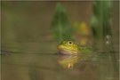 Wasserfrosch