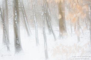 Wald im Schnee