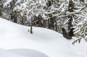 Frühlingsgefühle, aber das Wetter spielt nicht mit ...