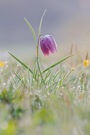 Schachblume vor Sonnenaufgang