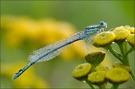 ***Blaue Federlibelle***