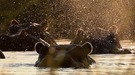 Hippos auf Hab Acht Stellung