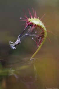 Langblättrige Sonnentau (Drosera anglica) mit der Beutetiere