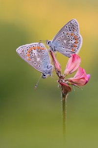 Kleiner Esparsetten-Bläuling (Polyommatus thersites)