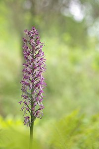 Orchis x angusticruris (Orchis simia x purpurea)