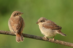 Neuntöter (Lanius collurio) oder Rotrückenwürger Jungvögel