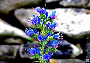 Blaue Blüten