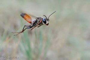 Heuschrecken-Sandwespe  (Sphex funerarius) 5