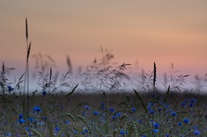 Kornfeld am Morgen