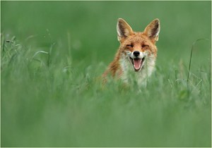 Kleines Fuchsbildchen