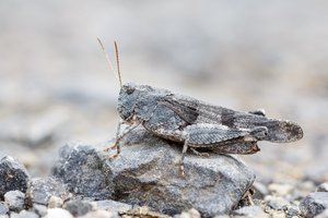 Blauflügelige Ödlandschrecke (Oedipoda caerulescens) auf einem Basaltstein